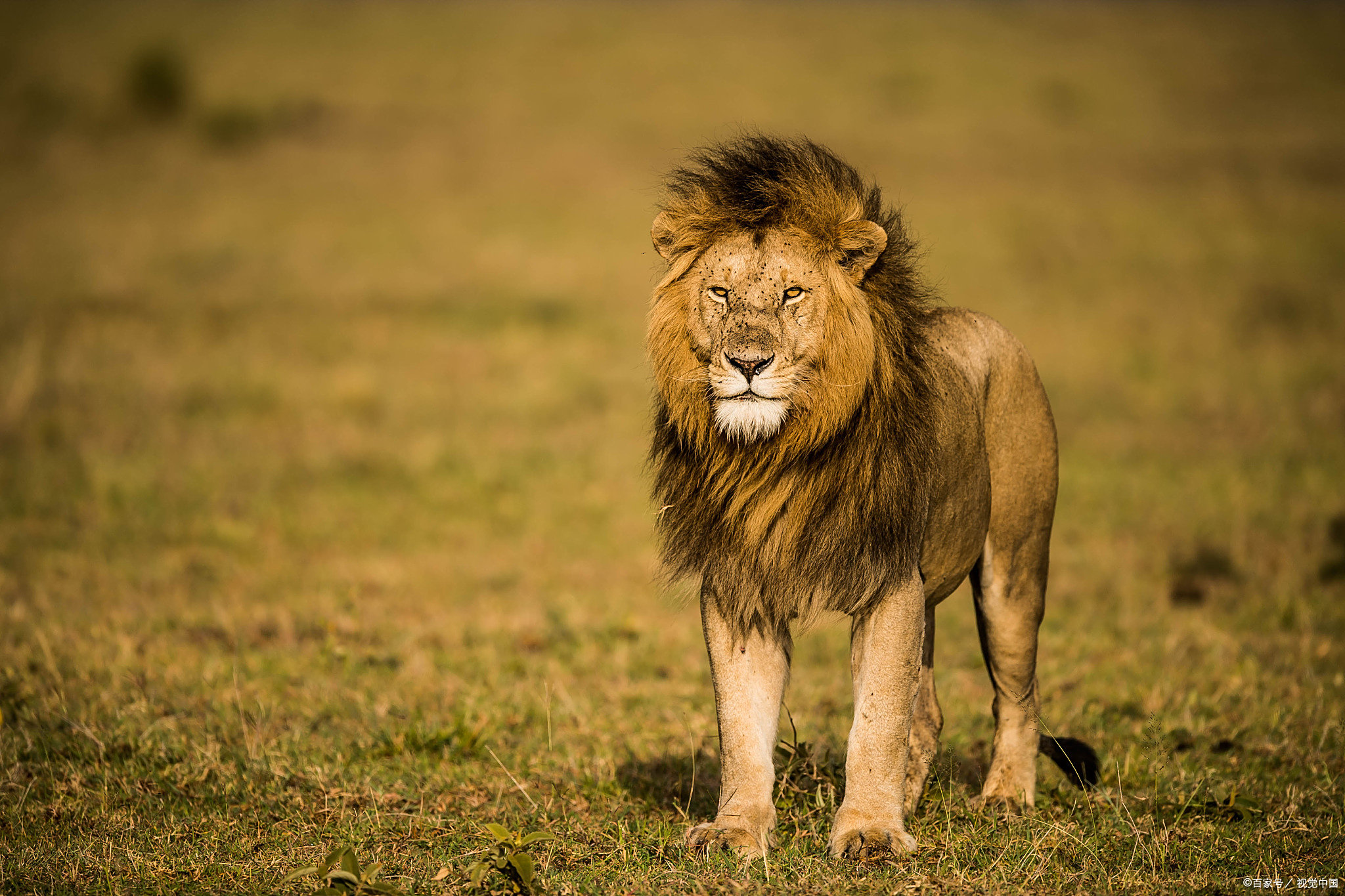 加时末段印第安纳步行者伤情更新——荷甲节点到来，媒体盛赞，球队文化再被提及 